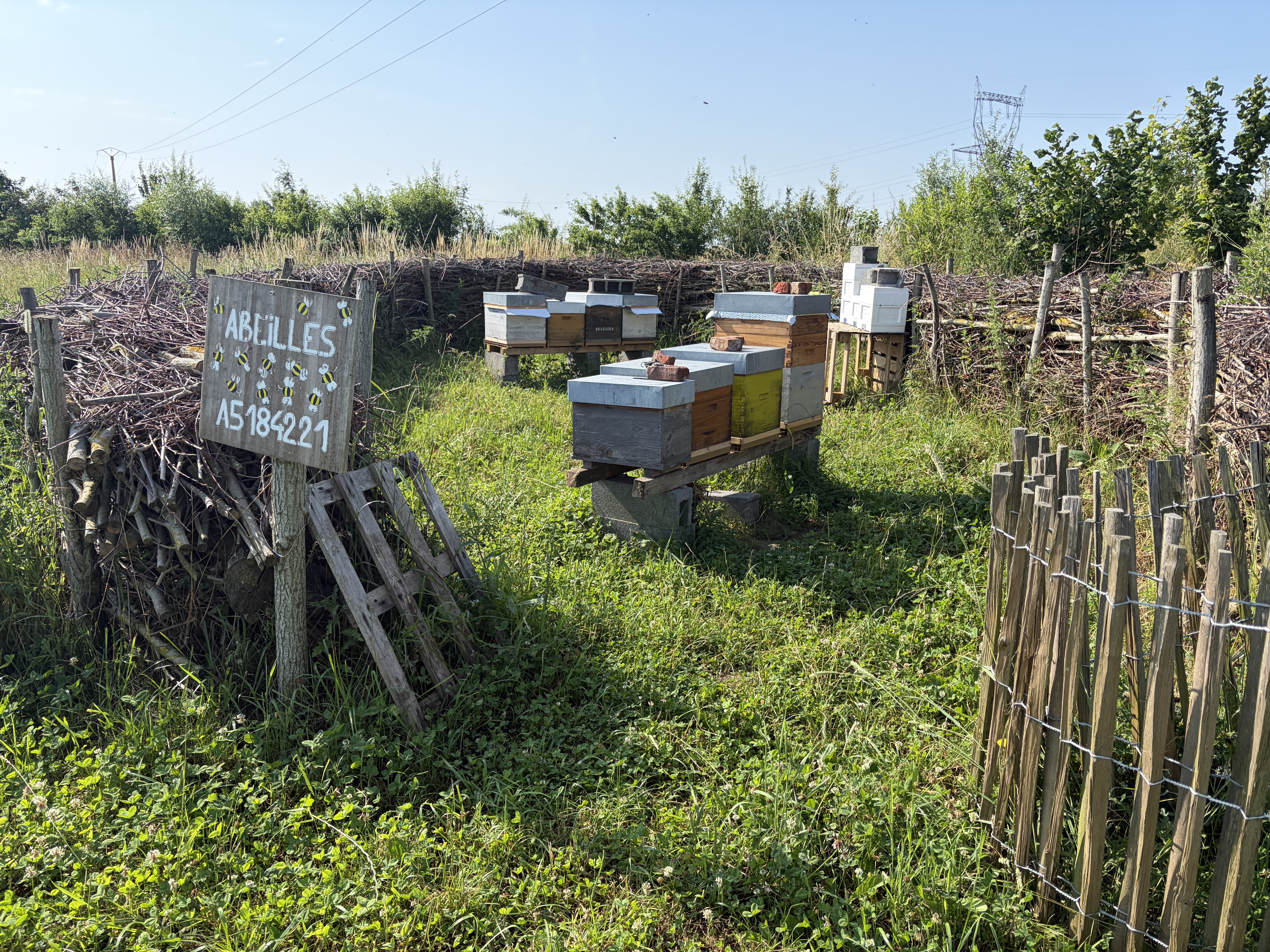 Ruches installées dans un paysage fleuri