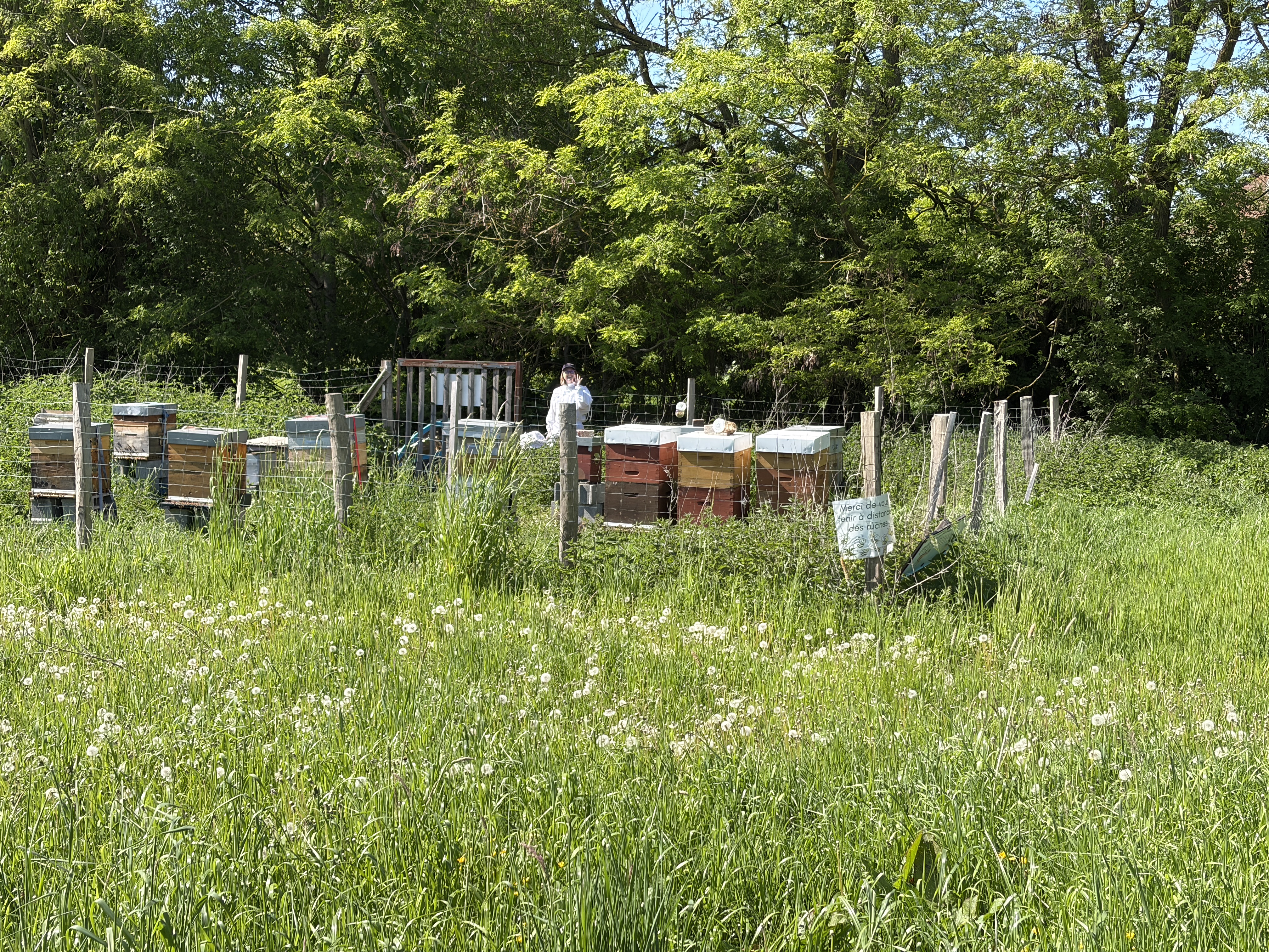 Ruches installées dans une prairie